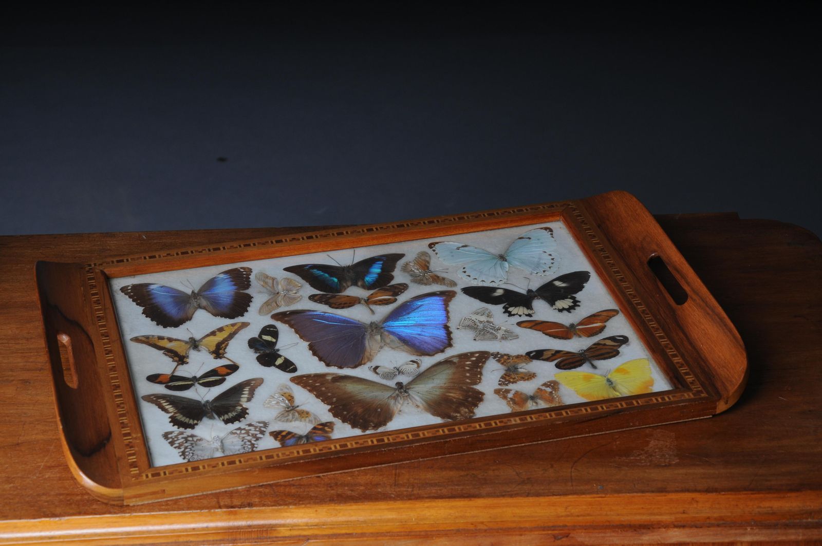 photo vintage Curious Antique Tray With Real Butterfly Specimens. Very Rare