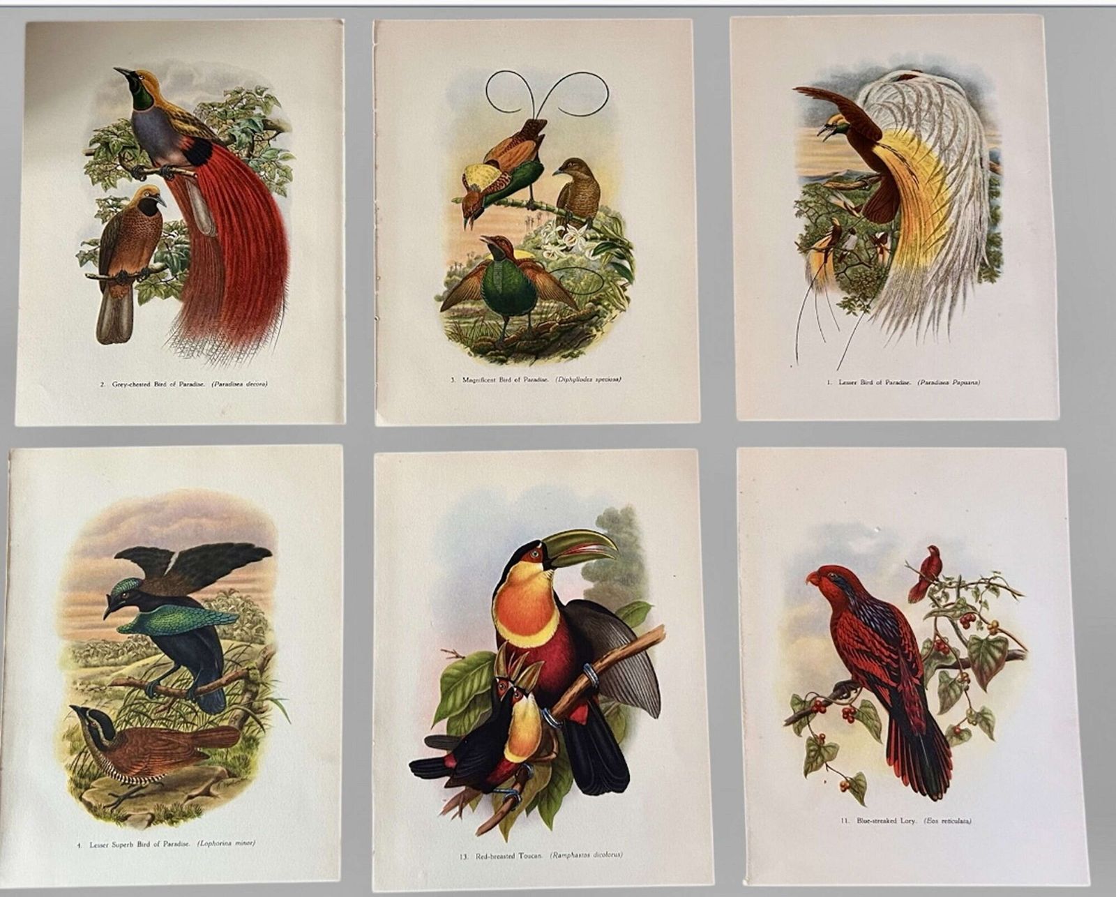 A Fabulous Set Of Six Tropical Bird Plates By John Gould 1948 (2)