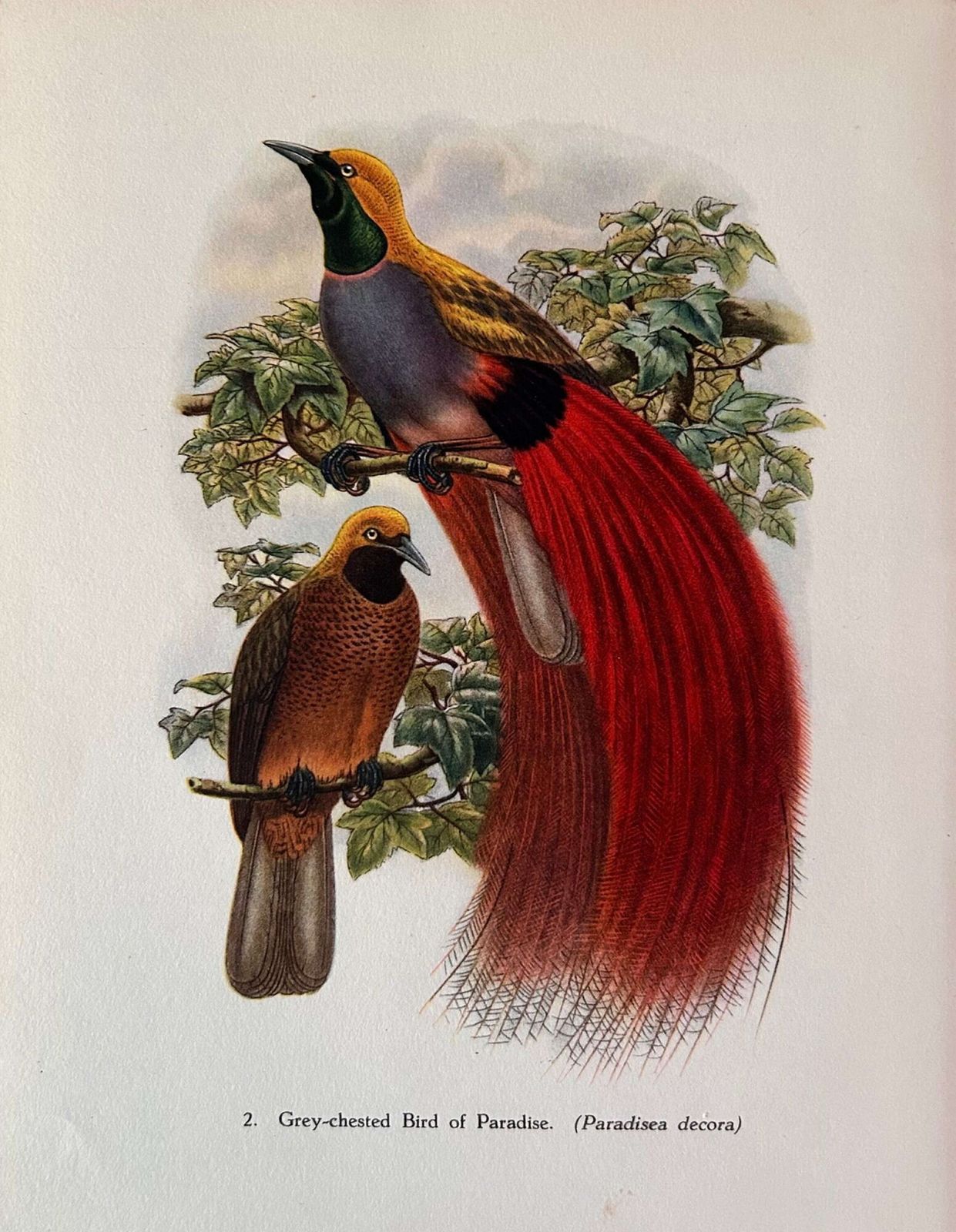 A Fabulous Set Of Six Tropical Bird Plates By John Gould 1948 (2) photo furniture