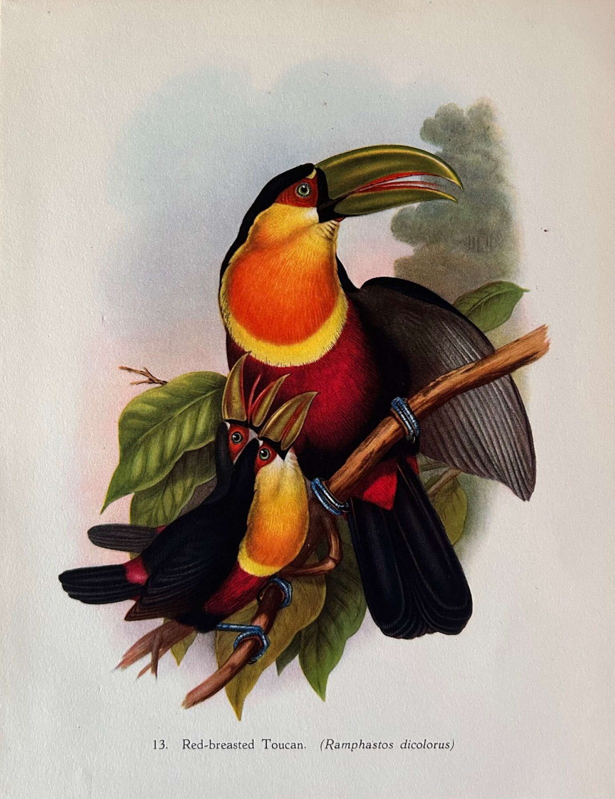 A Fabulous Set Of Six Tropical Bird Plates By John Gould 1948 (2) photo vinterior