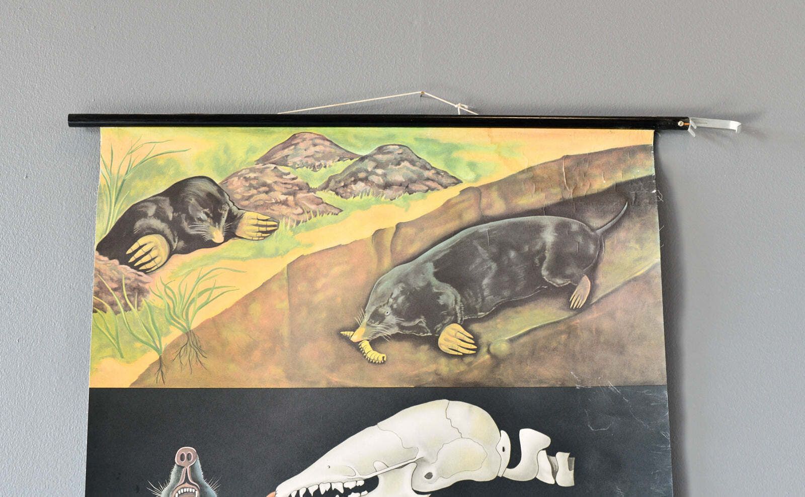 Wall Chart Of The Mole By Jung Koch Quentell Circa 1950s photo furniture