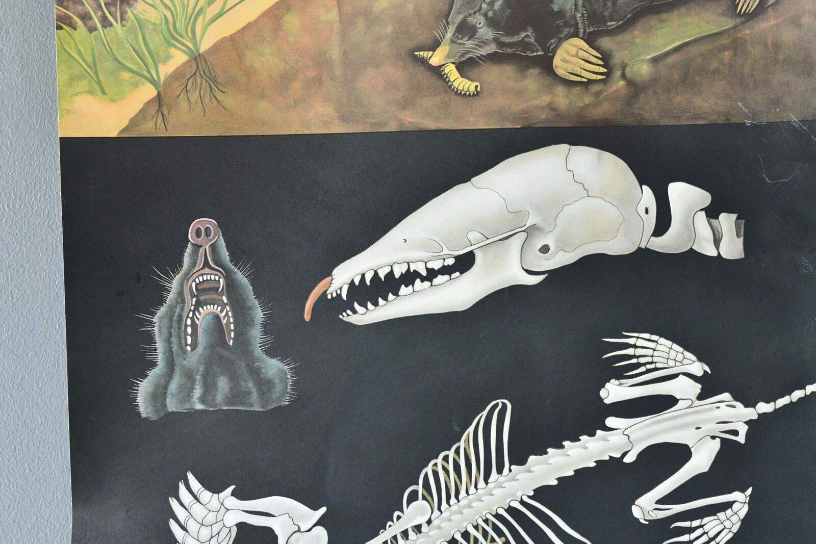 Wall Chart Of The Mole By Jung Koch Quentell Circa 1950s photo for sale
