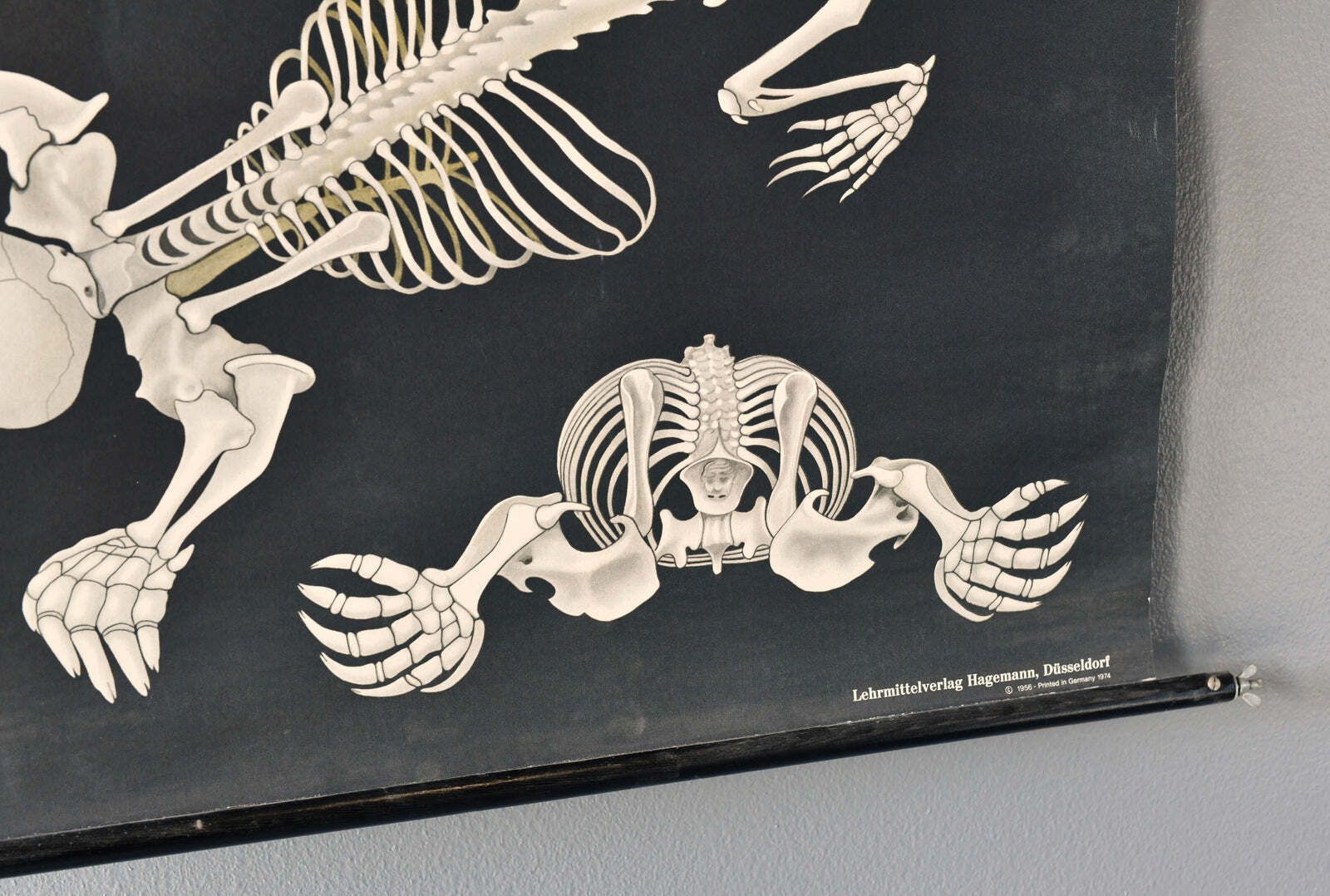 Wall Chart Of The Mole By Jung Koch Quentell Circa 1950s photo 95.0