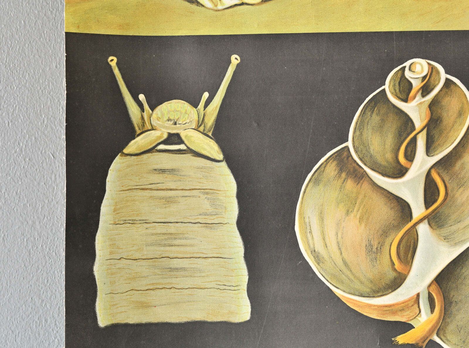 Educational Chart Of The Snail By Jung Koch Quentell Circa 1960s photo furniture