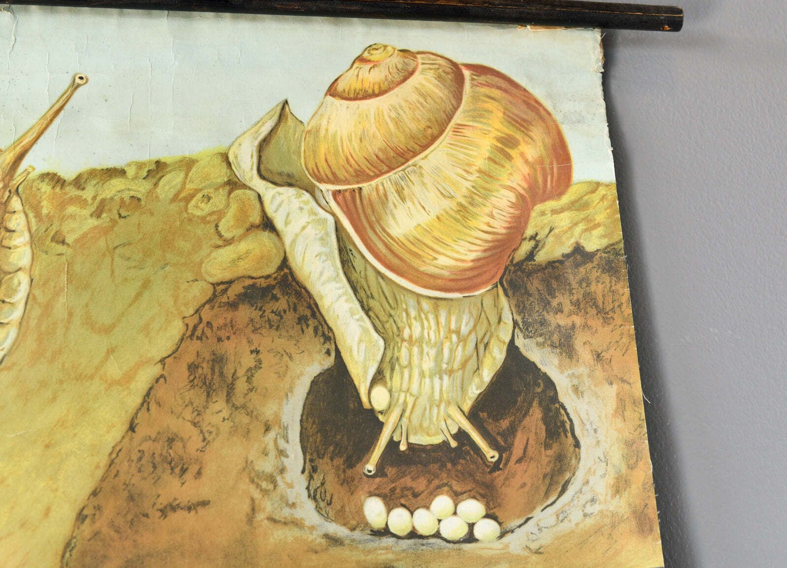Educational Chart Of The Snail By Jung Koch Quentell Circa 1960s photo 85.0