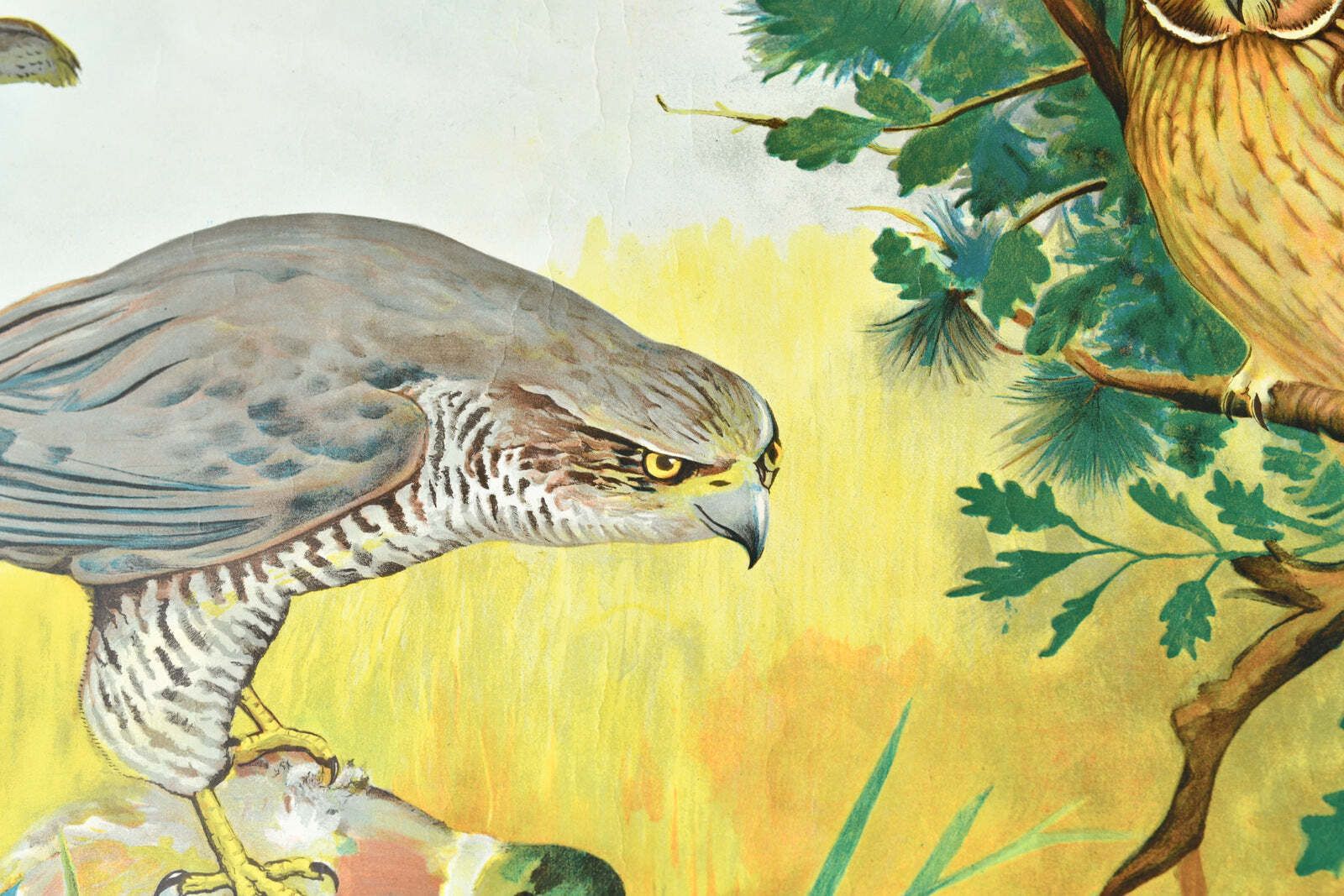 Birds Of Prey Wall Chart By Jung Koch Quentell photo buy