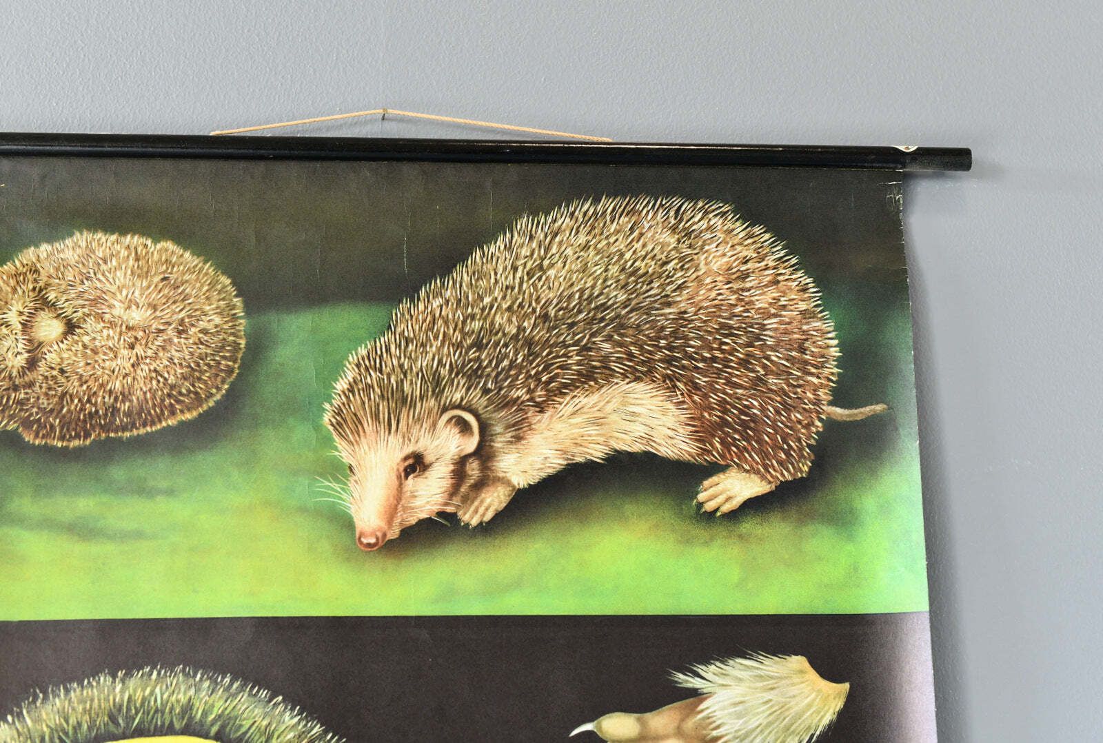 Wall Chart Of The Hedgehog By Jung Koch Quentell photo furniture