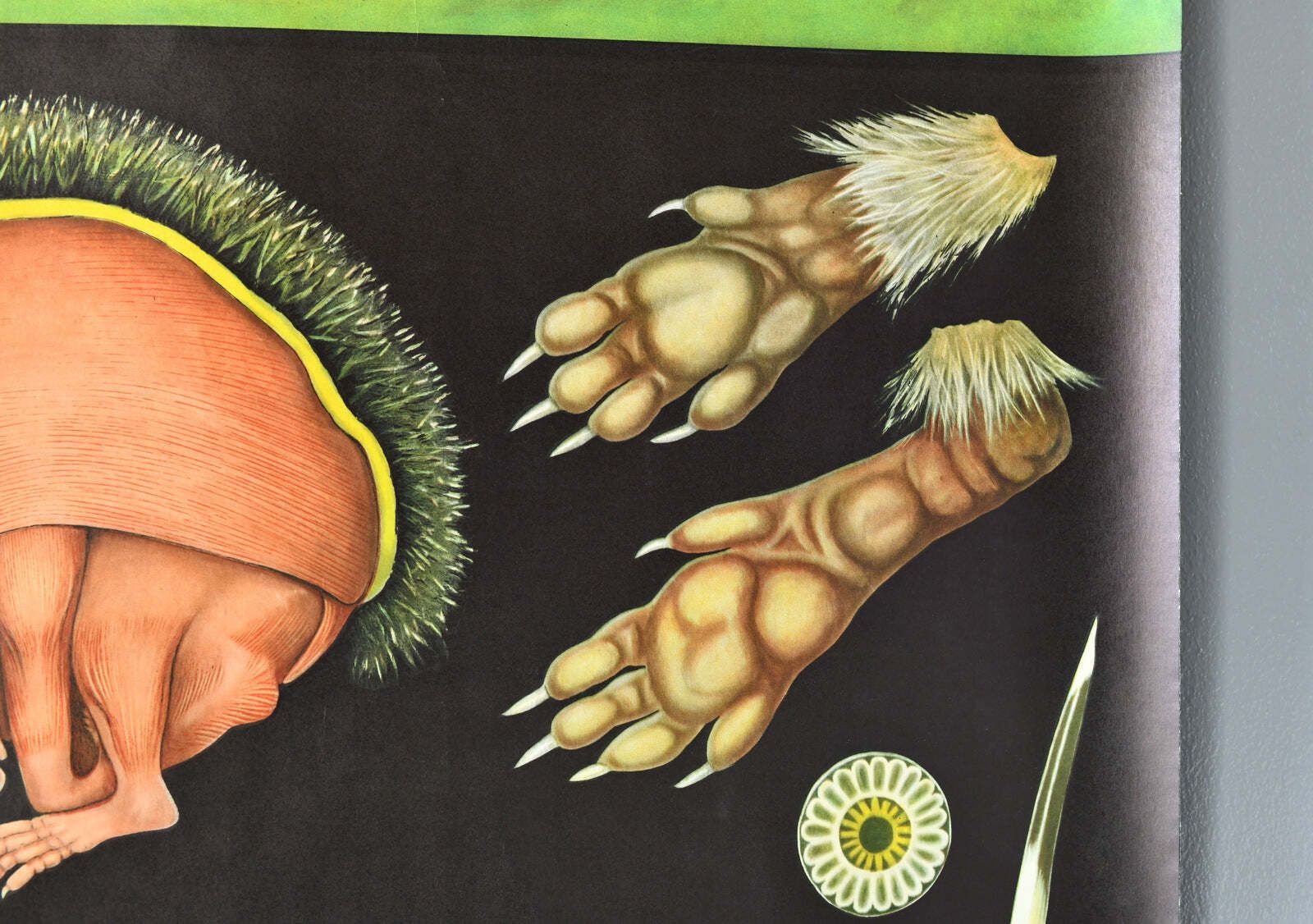 Wall Chart Of The Hedgehog By Jung Koch Quentell photo for sale