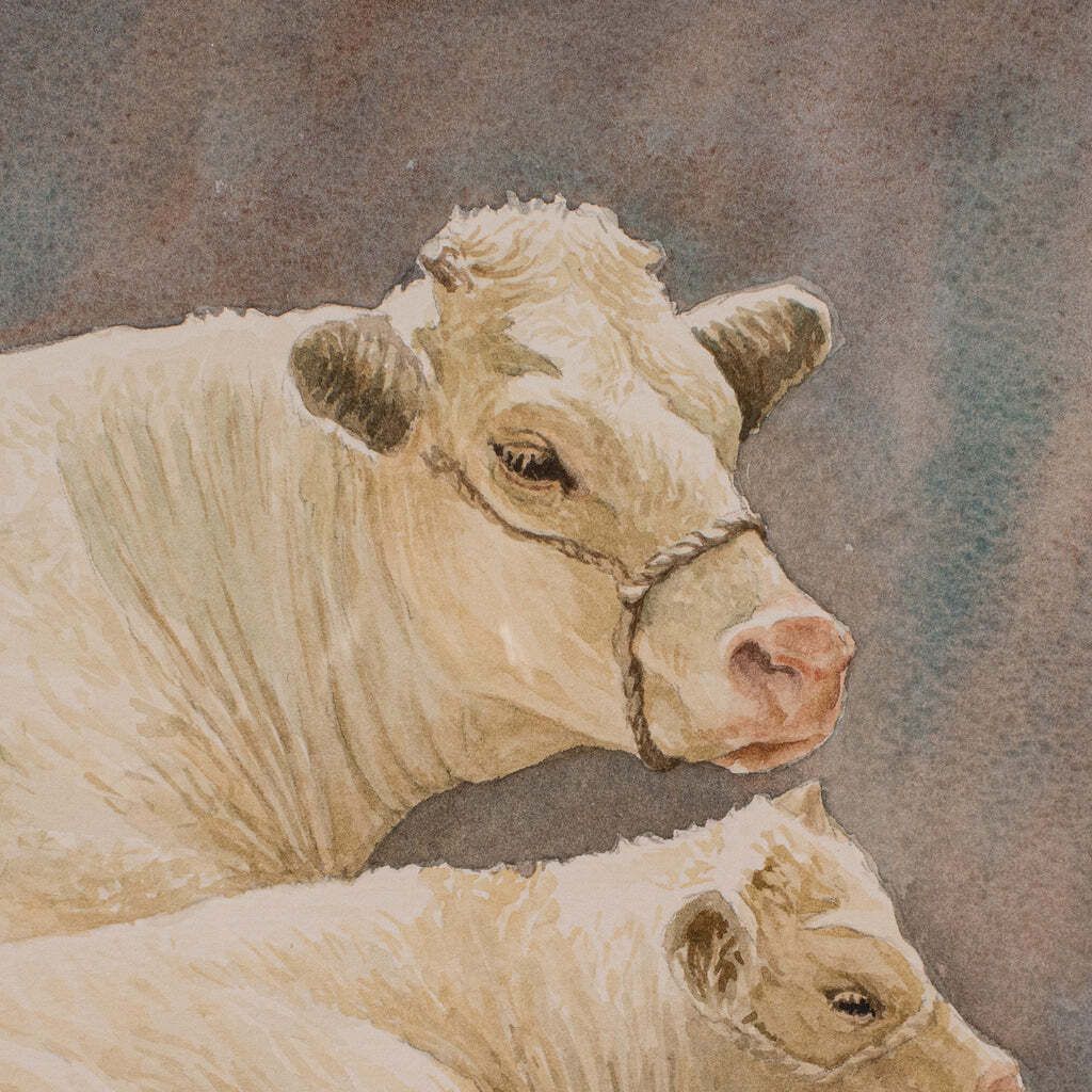 Vintage Livestock Watercolour, English, Art, Animal Painting, Farming, Picture photo 893.0