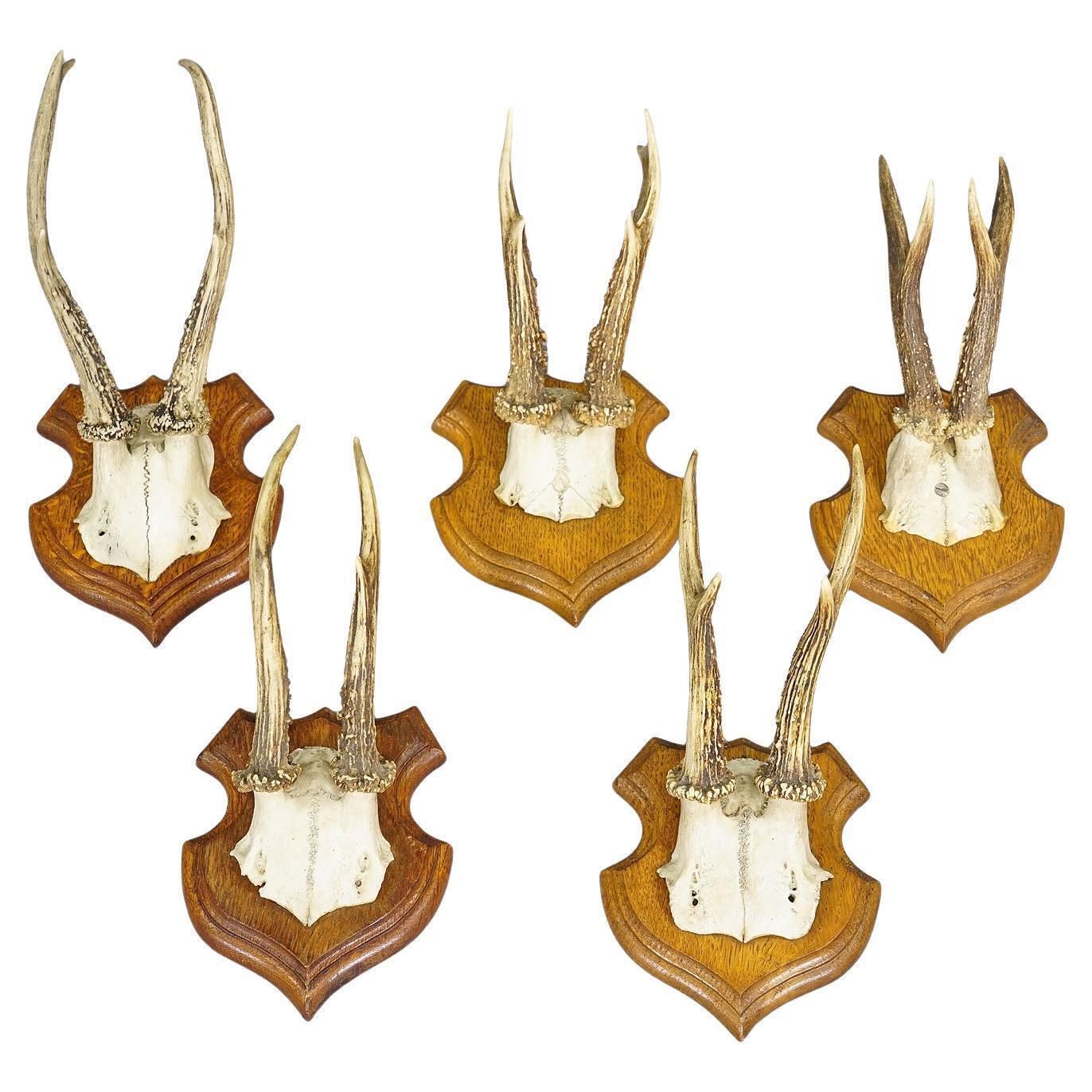 Set Of Five Roe Deer Trophies On Carved Plaques Germany Around 1920