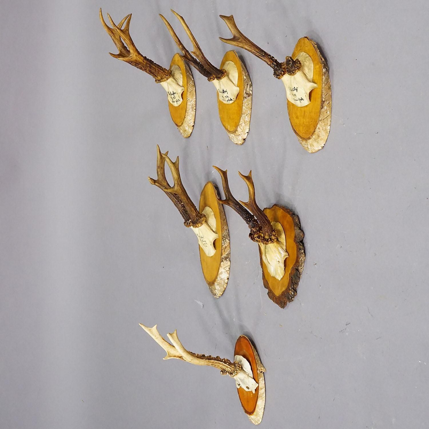 Set Of Six Roe Deer Trophies On Wooden Slices Germany Ca. 1930s photo for sale