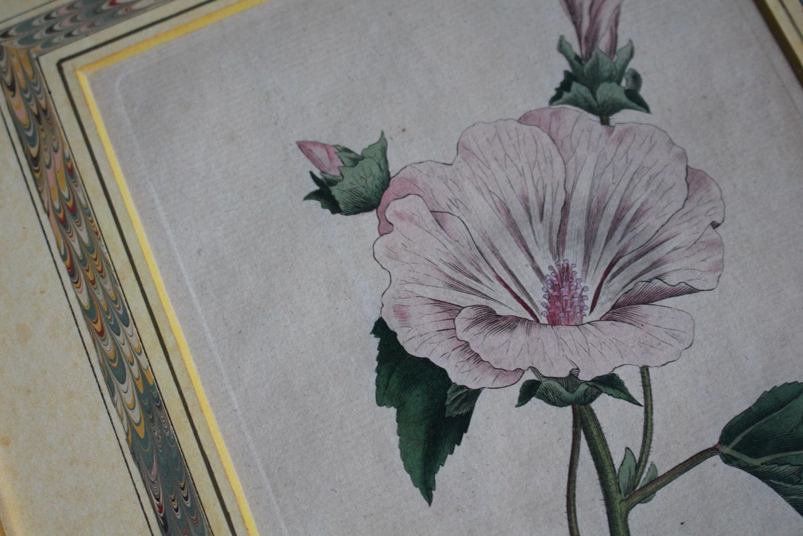 Late 18 C W.Curtis Hand Coloured Botanical Lithograph Plates Faux Marble Mounts photo vinterior