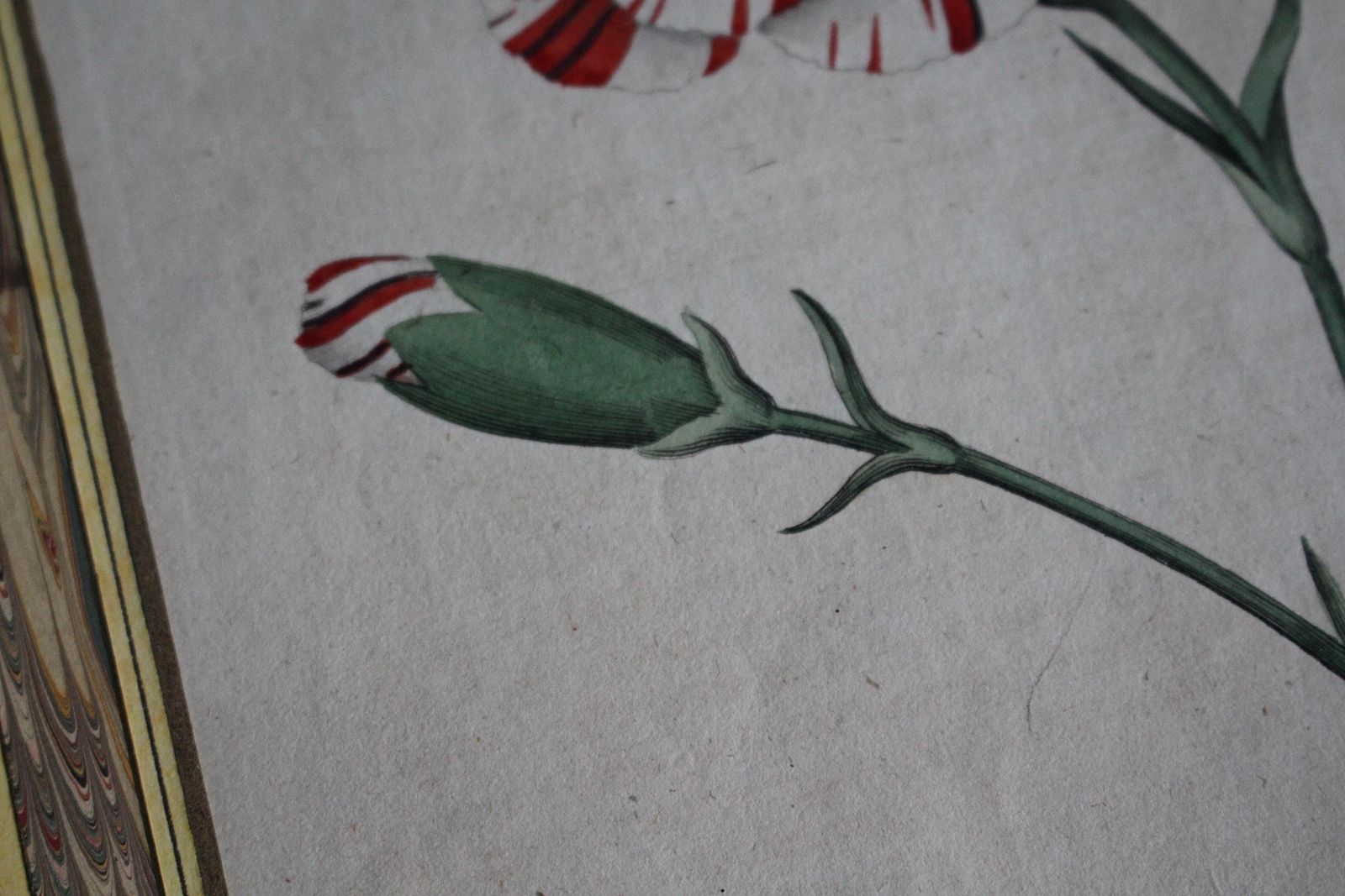 photo vinterior Late 18 C W.Curtis Hand Coloured Botanical Lithograph Plates Faux Marble Mounts