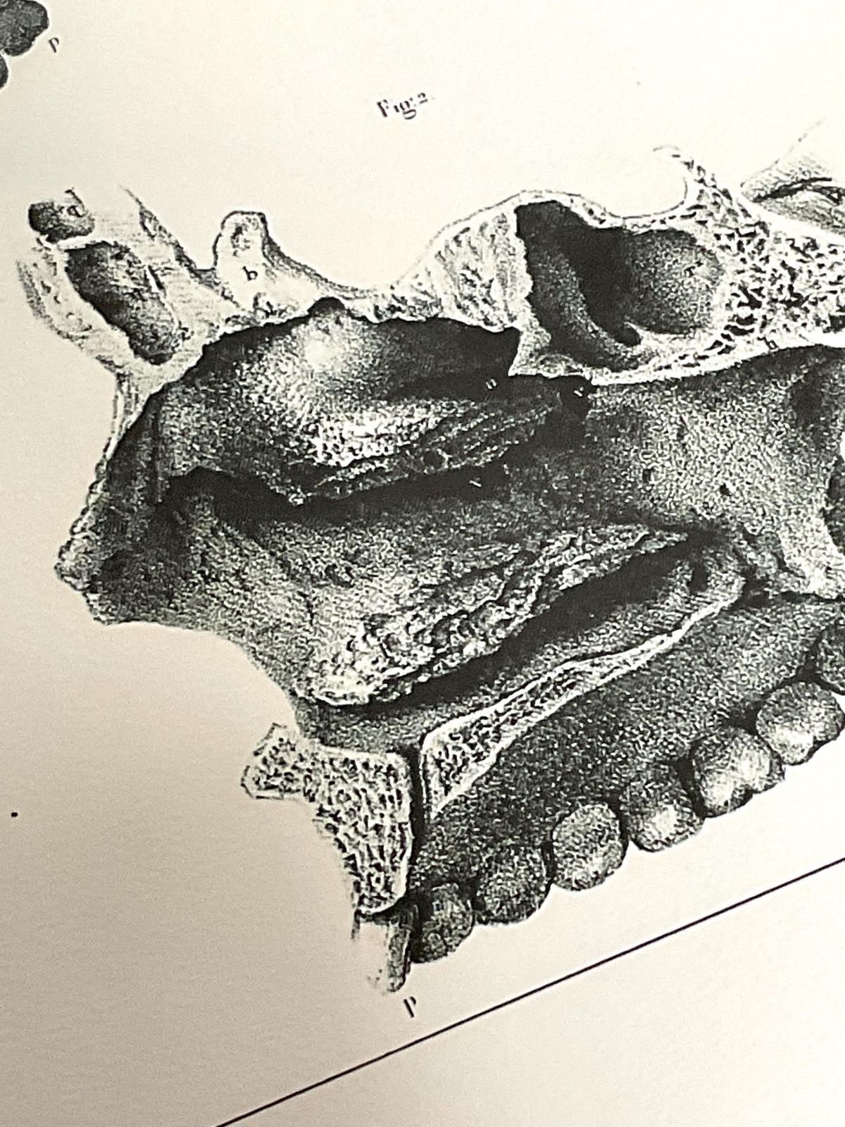 Rare Anatomical Giclée Print. Large Wall Art. Anatomical Print From 19th Century Original. photo buy
