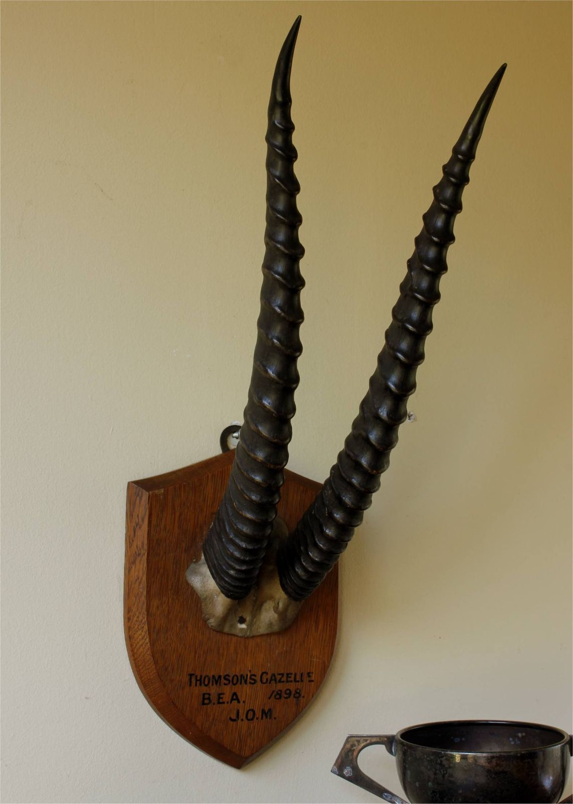 Antique Mounted Thomson's Gazelle Trophy. Taxidermy Long Antelope Horns. 1898.