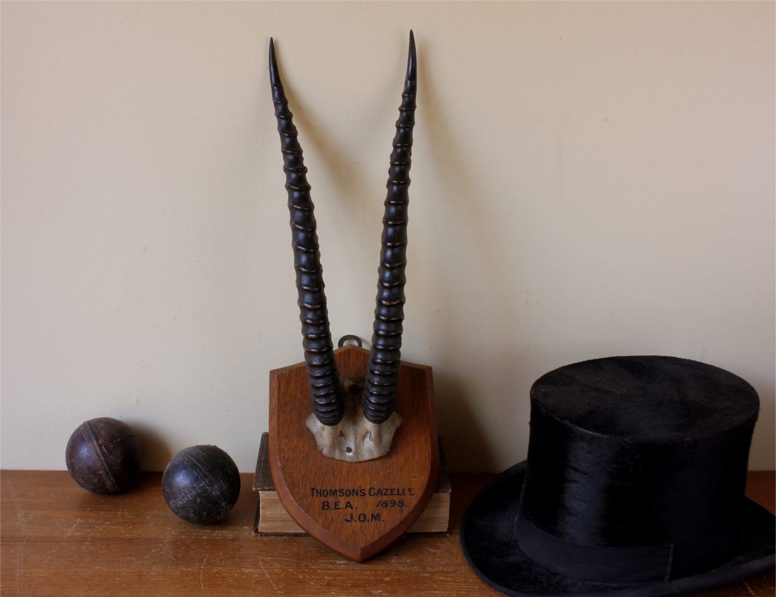 Antique Mounted Thomson's Gazelle Trophy. Taxidermy Long Antelope Horns. 1898. photo furniture