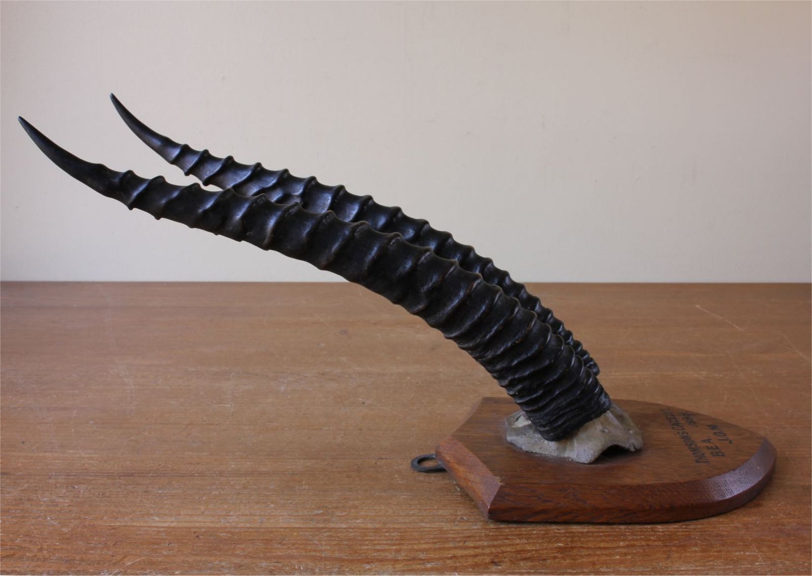photo vinterior Antique Mounted Thomson's Gazelle Trophy. Taxidermy Long Antelope Horns. 1898.