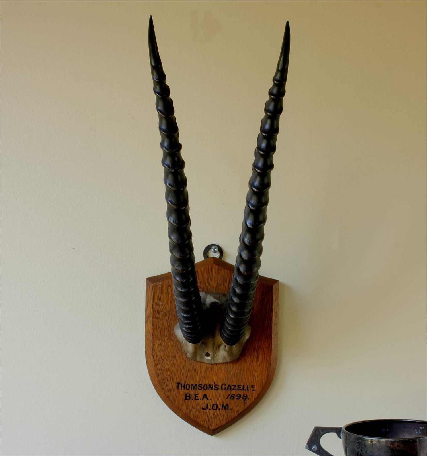 photo buy Antique Mounted Thomson's Gazelle Trophy. Taxidermy Long Antelope Horns. 1898.