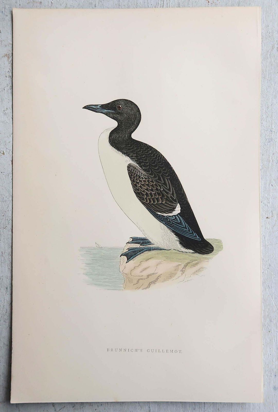 Set Of 9 Original Antique Prints Of Waterbirds After Francis Lydon, C.1880 photo for sale