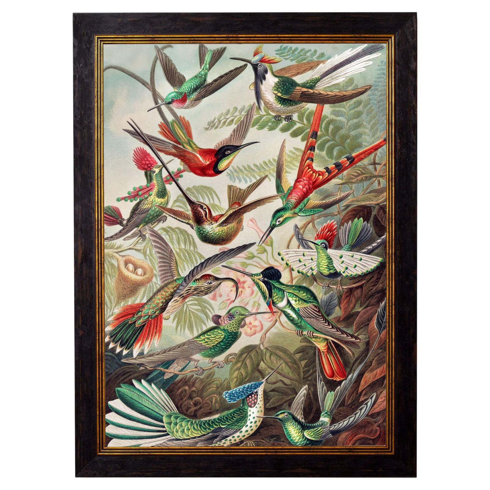 Hummingbirds Framed Print From Original By Ernst Haeckel Circa 1904, New