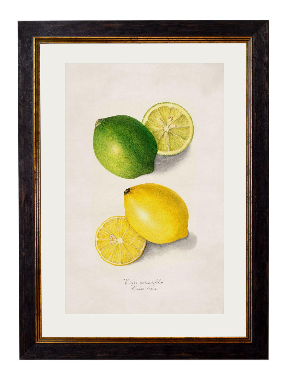 Set Of Two Framed Prints Of Citrus Fruit Study From Originals Of 1886, New photo for sale
