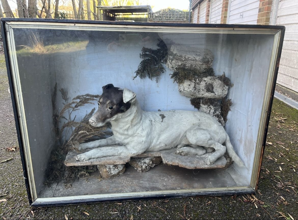 Victorian Cased Full Mount Jack Russel ‘Neddy The Rat Catcher Of Worcester Abby’