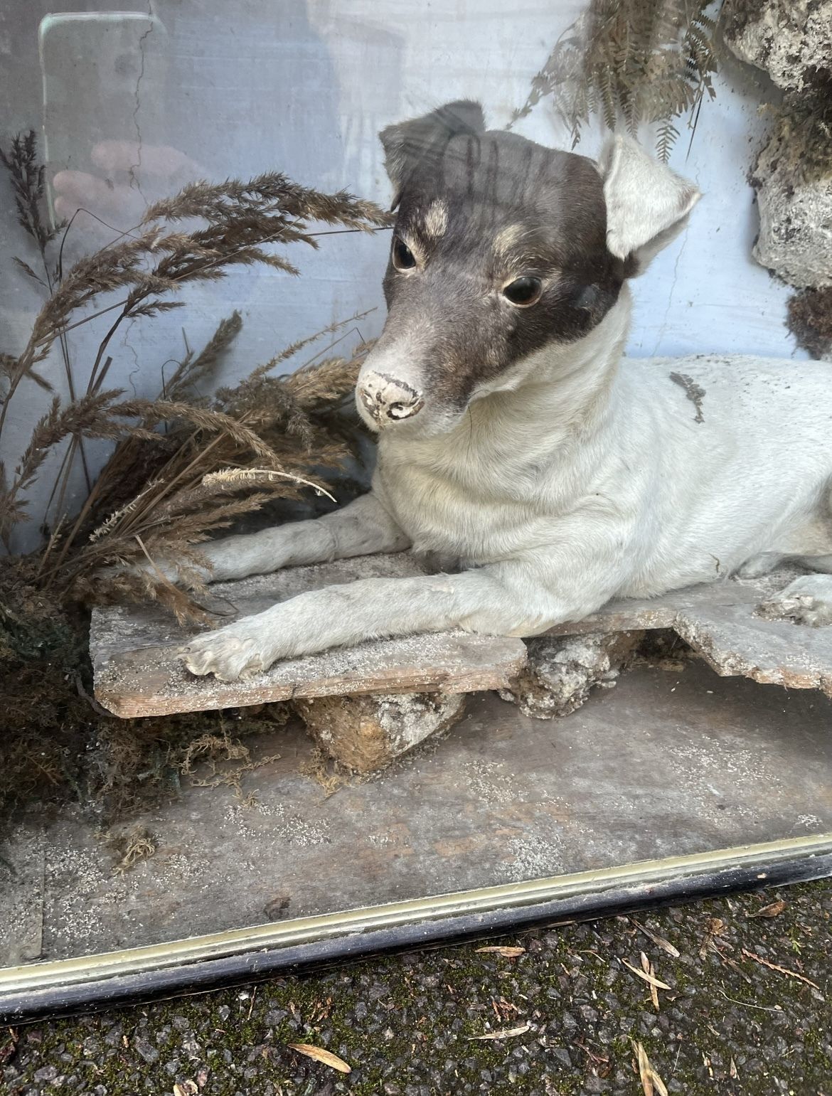 Victorian Cased Full Mount Jack Russel ‘Neddy The Rat Catcher Of Worcester Abby’ photo furniture