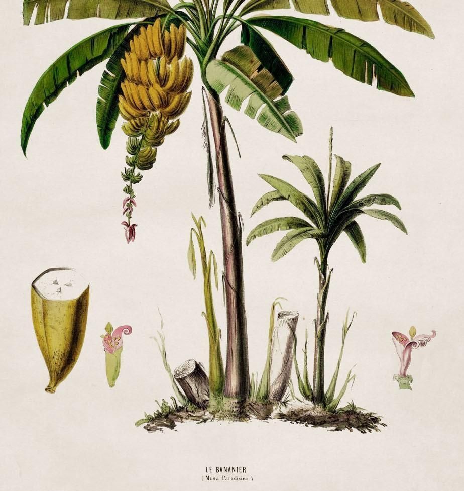 South American Banana Palm Tree Framed Print From C 1843 Study, New photo 245.0