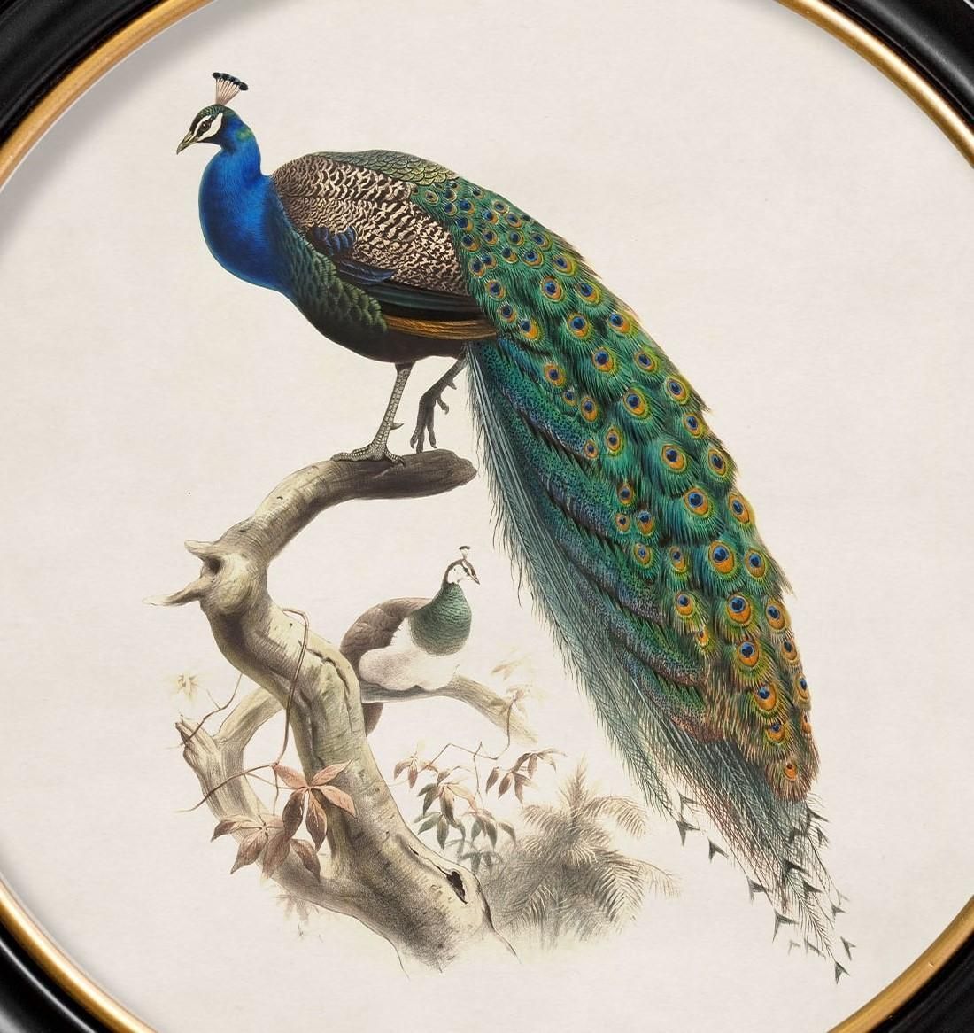 Peacock Framed Print British Natural History Illustration Of Early 1800's, New photo 195.0