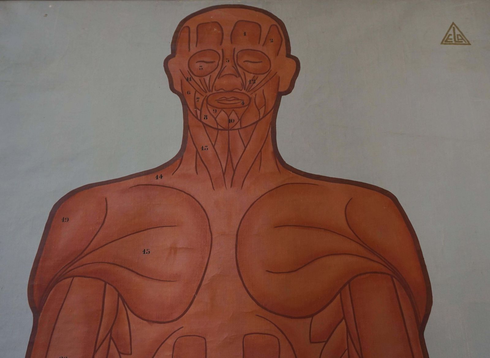 Vintage Anatomical Chart Muscular Structure Of Man photo 1146.0