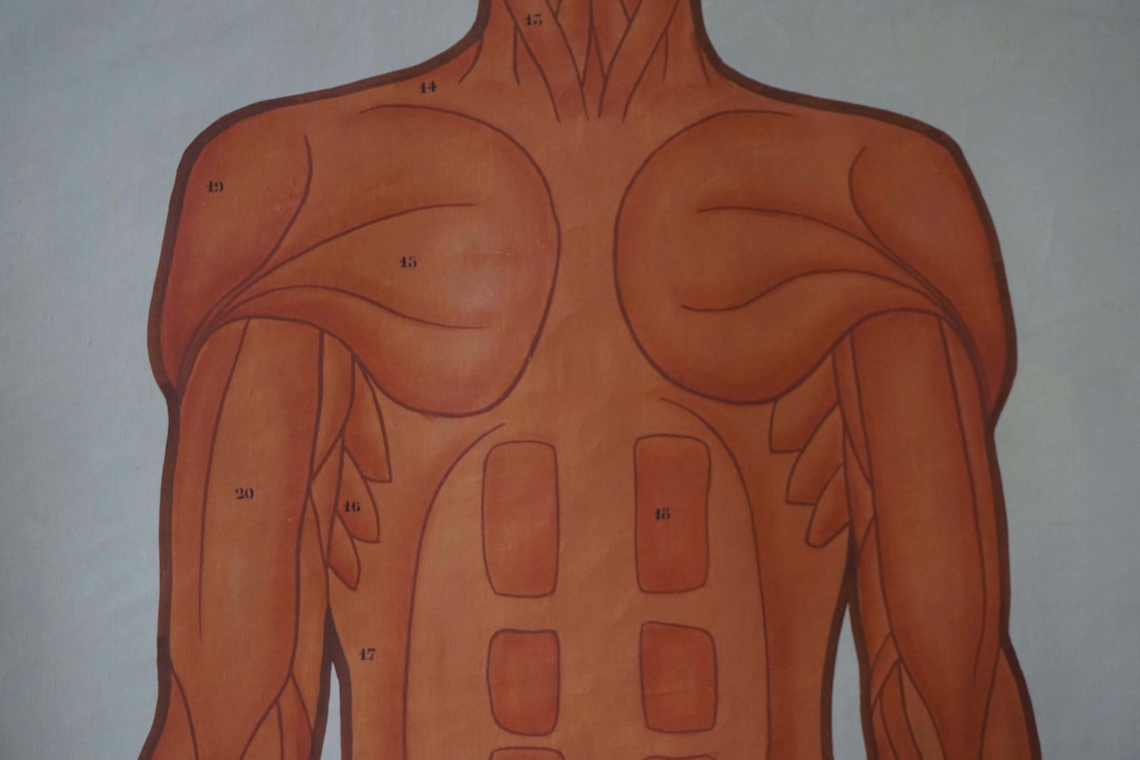 Vintage Anatomical Chart Muscular Structure Of Man photo buy
