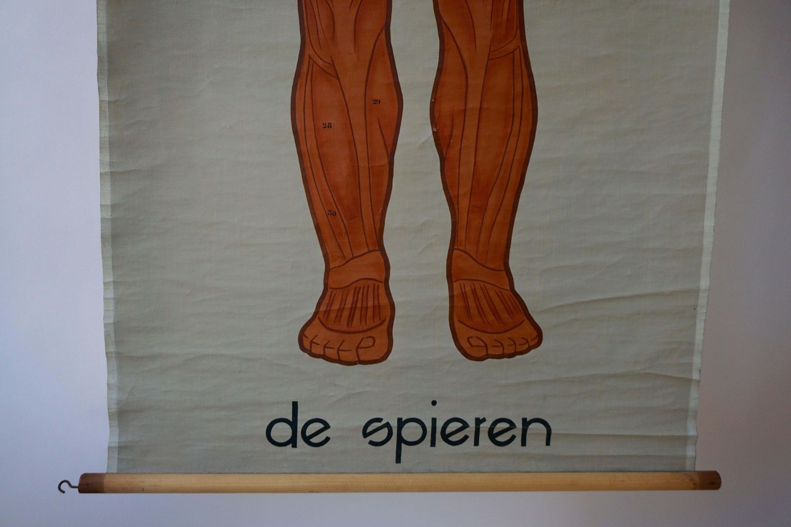 photo furniture Vintage Anatomical Chart Muscular Structure Of Man
