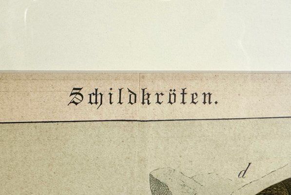 Gotthilf Heinrich Von Schubert, Turtles, 1886, Copperplate Engraving, Framed photo furniture