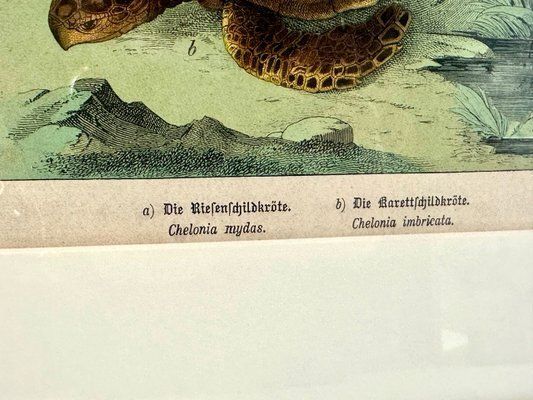 Gotthilf Heinrich Von Schubert, Turtles, 1886, Copperplate Engraving, Framed photo for sale