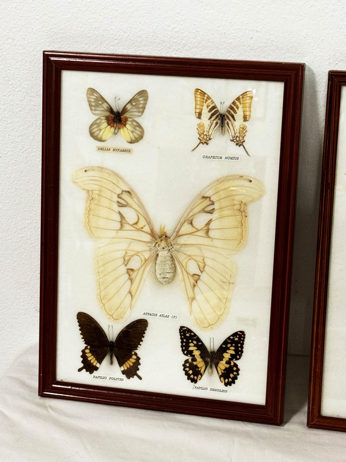 Home Decor Butterfly Taxidermy Entomology Display Cases photo