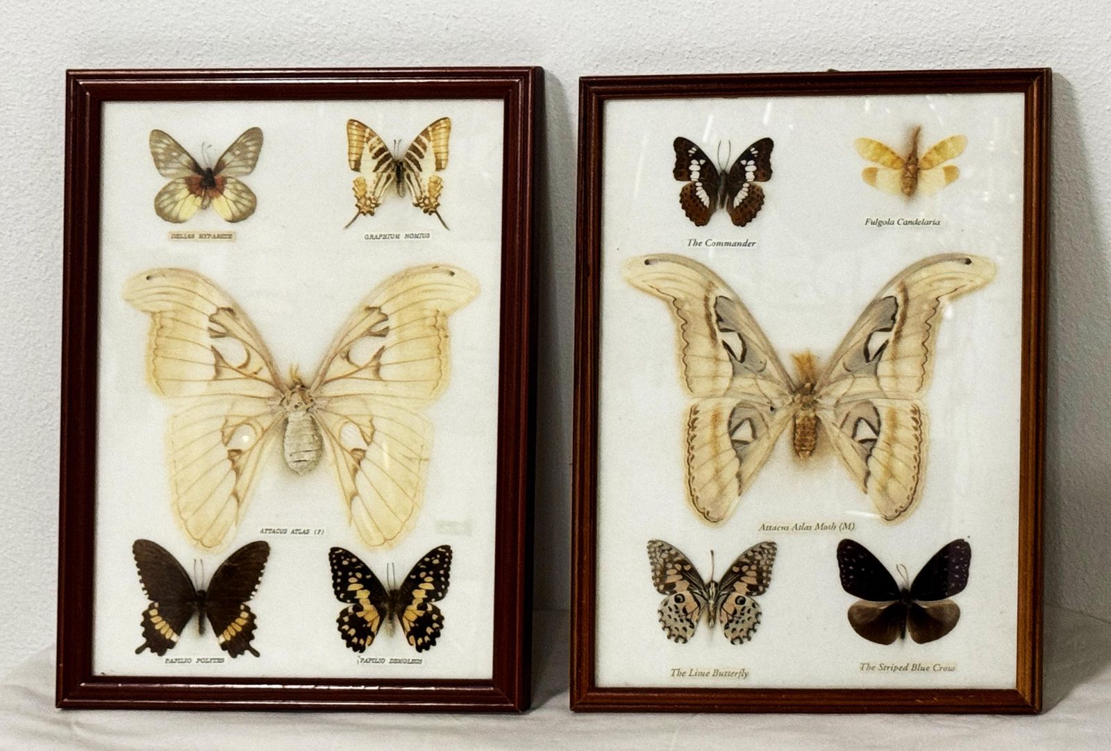 757.0 Butterfly Taxidermy Entomology Display Cases photo