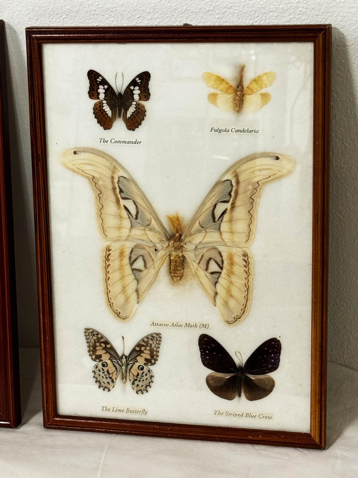 photo vinterior Butterfly Taxidermy Entomology Display Cases