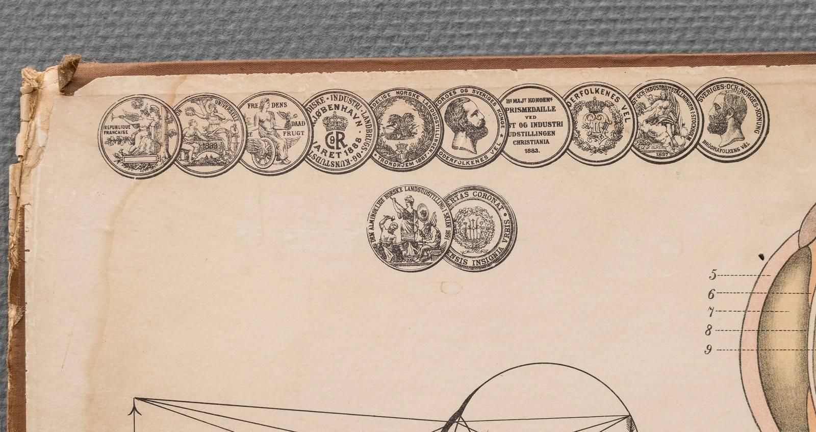 Antique Swedish School, Medicine, Teaching Chart, Poster photo Art