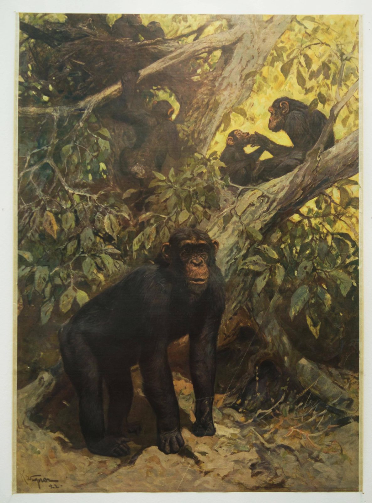 Antiek Duits Schoolplaat, Leskaart, Poster "Chimpansee" photo furniture