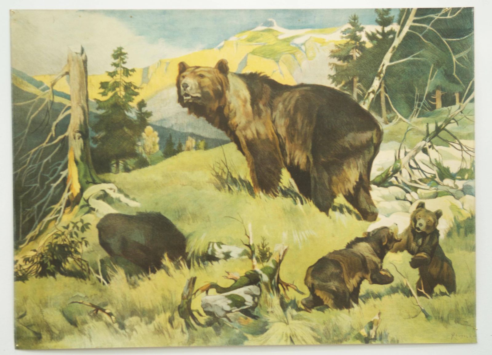 Antieke Duitse Schoolwandkaart "Bears" photo furniture