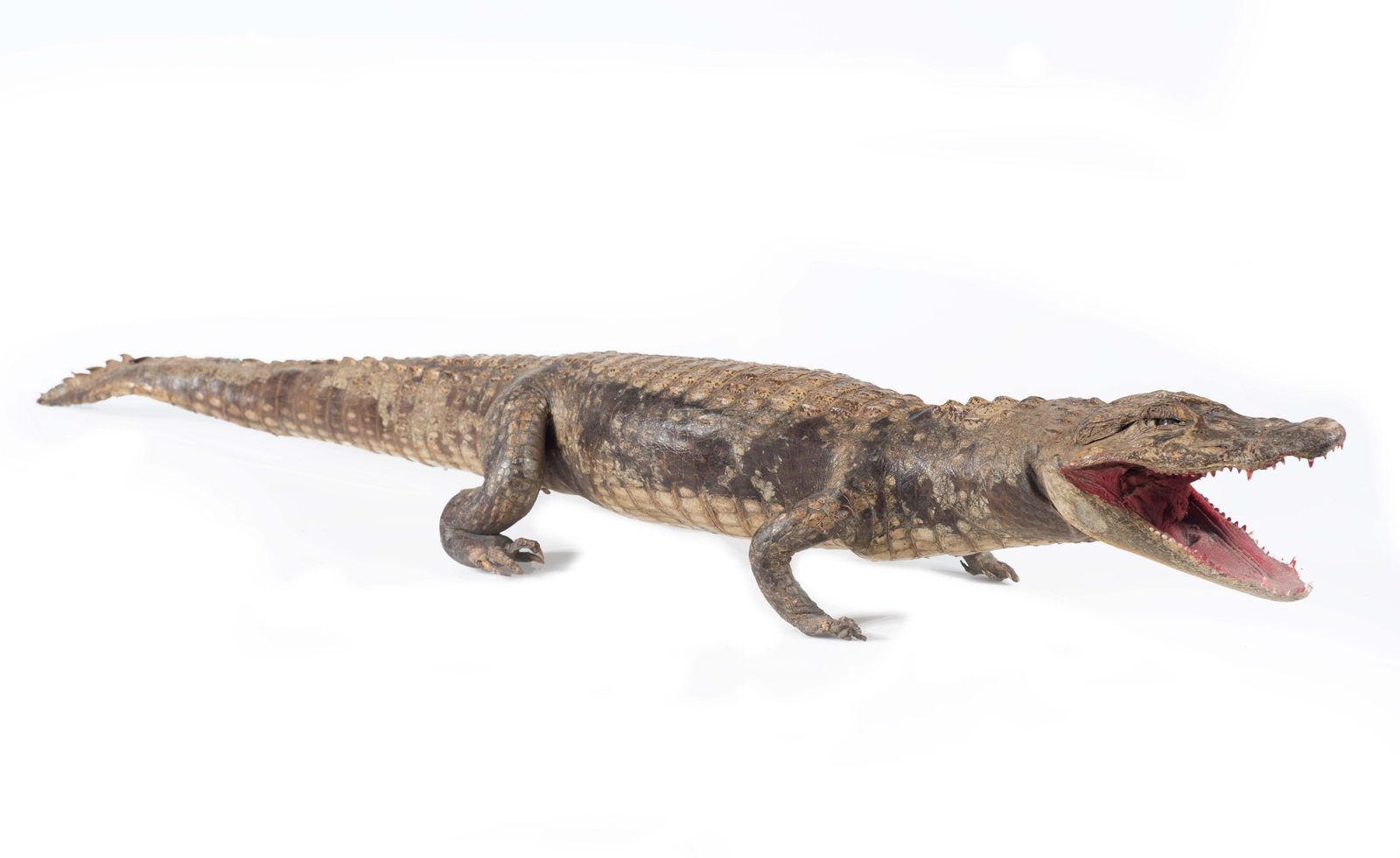 Three Vintage Embalmed Crocodiles, First Half Of The 20th Century photo vinterior