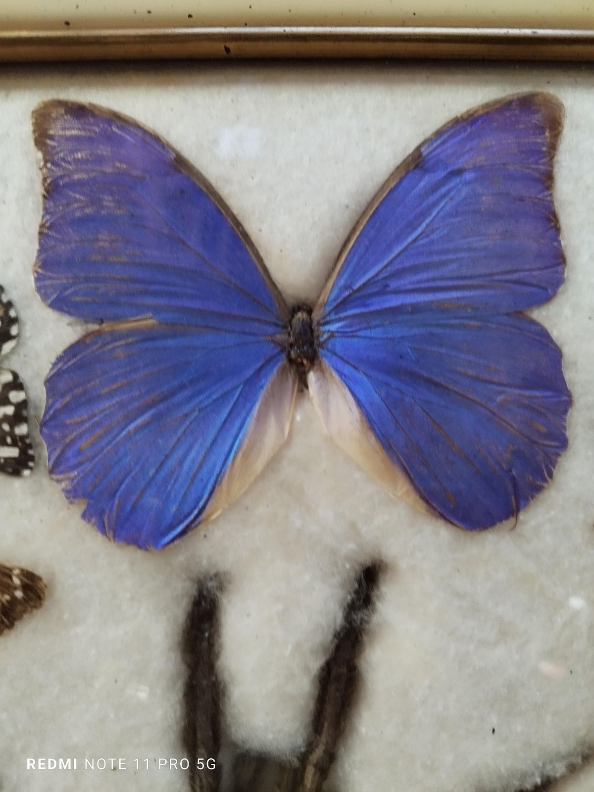 Collections Of  Butterflies And Insectin Taxidermy From The 60s photo for sale