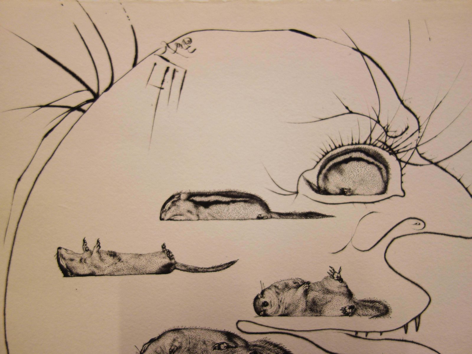Salvador Dalí­L'homme Ressuscité Par L'holographie De L’écureuil   Original Etching   19731973 photo Art