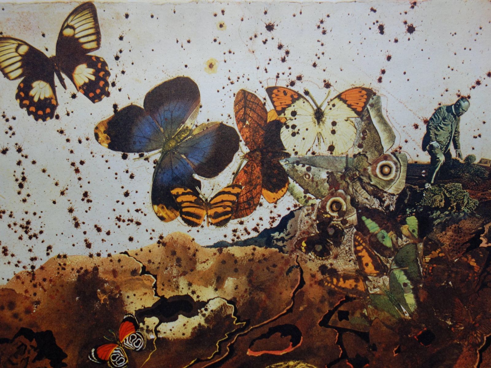 Butterfly Suite : Auvergne   Heliogravure And Lithograph   19691969 photo 171.0