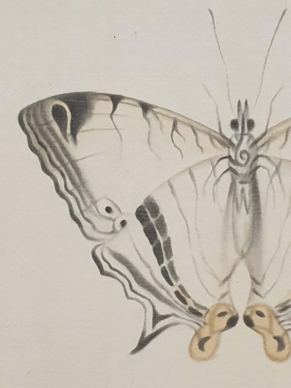 La Roche Laffittestudy Of A Butterfly, Watercolour On Silk Applied To Handmade Paper. photo vinterior