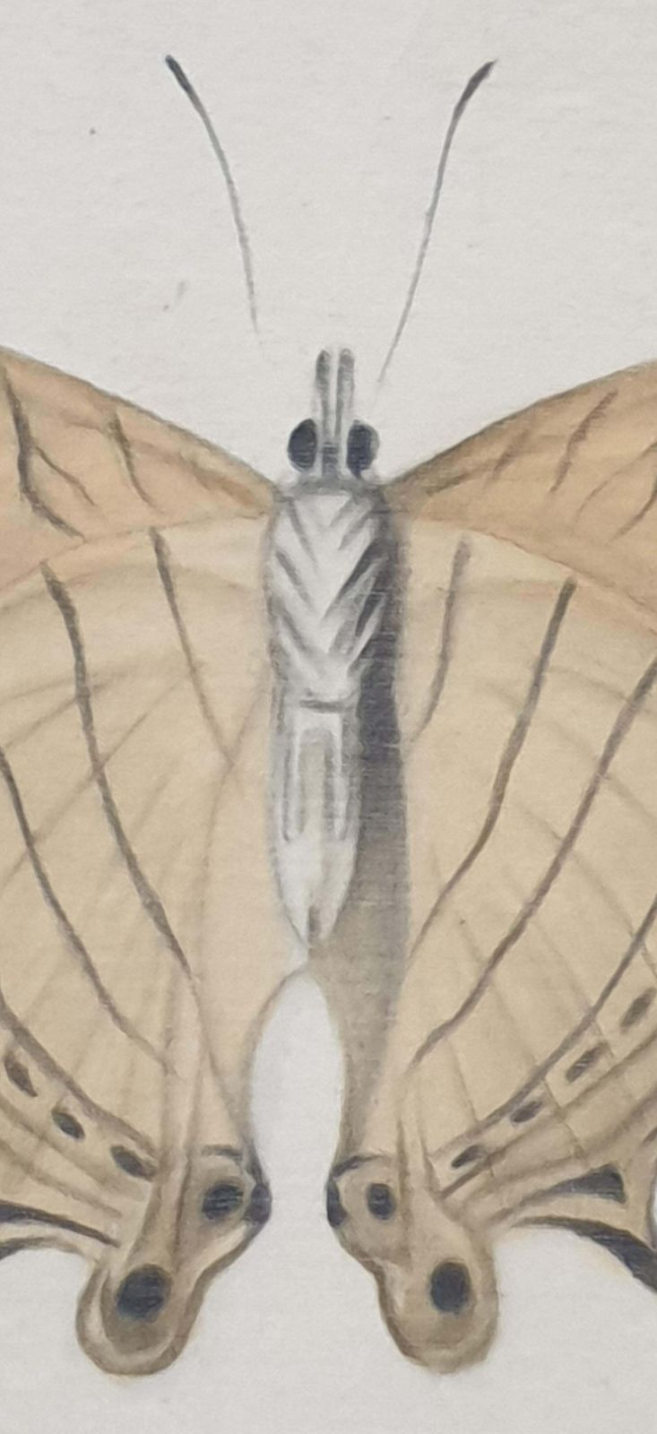 La Roche Laffittestudy Of A Butterfly, Watercolour On Silk Applied To Handmade Paper. photo 725.0