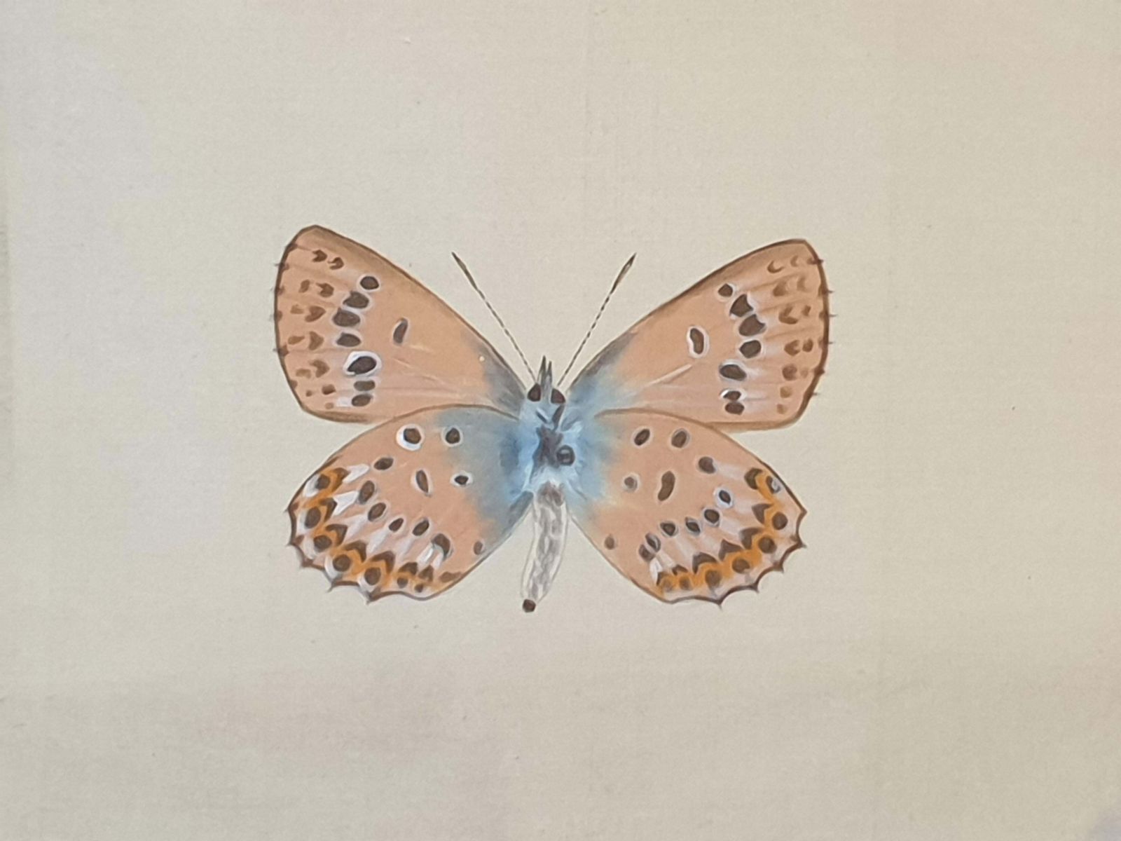 photo furniture La Roche Laffittestudy Of A Butterfly, Watercolour On Silk Applied To Handmade Paper.
