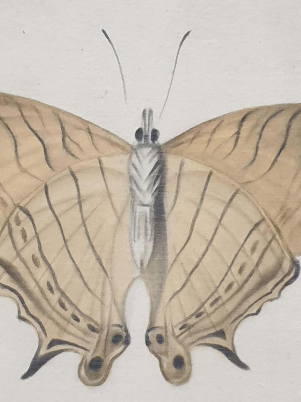 La Roche Laffittestudy Of A Butterfly, Watercolour On Silk Applied To Handmade Paper. photo buy