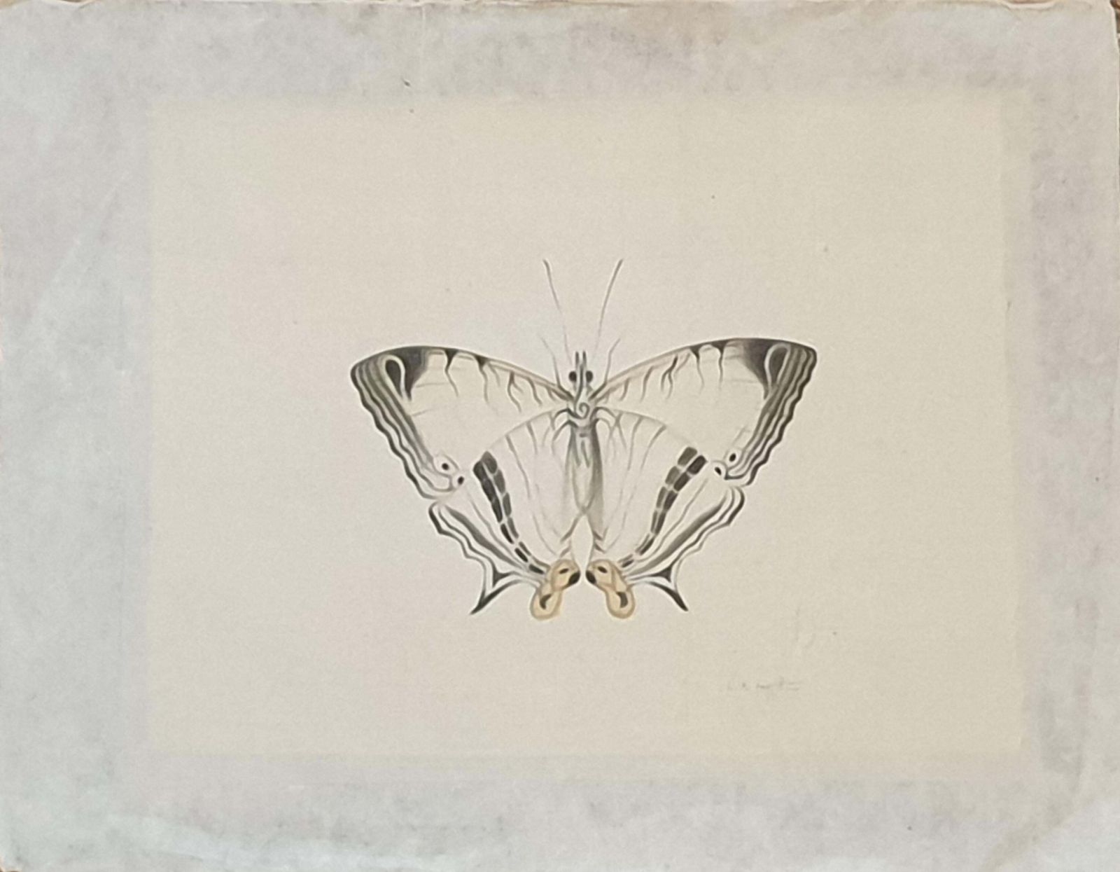 La Roche Laffitteset Of Four Butterflies. French Watercolours On Silk Laid On Handmade Paper. photo buy