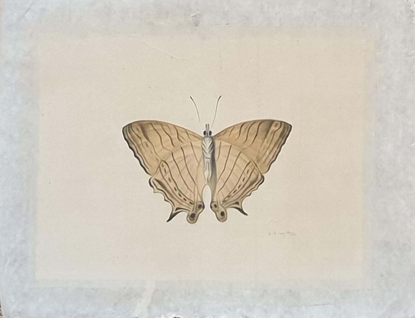 Art La Roche Laffitteset Of Four Butterflies. French Watercolours On Silk Laid On Handmade Paper. photo